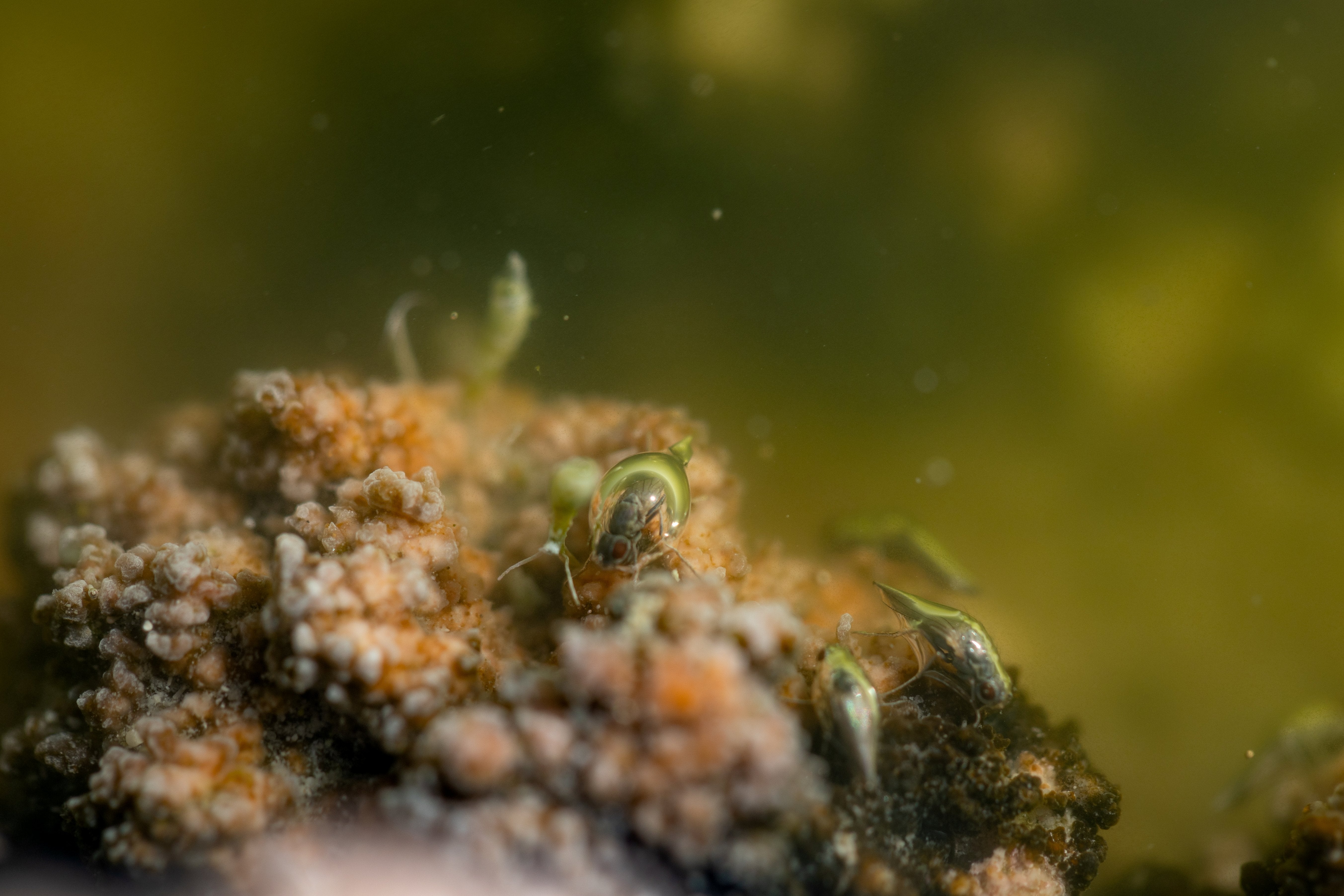Brine Flies at Great Salt Lake